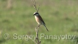 Video of Red-backed Shrike - Red-backed Shrike hunting in breading period on Shablensko lake, Bulgaria